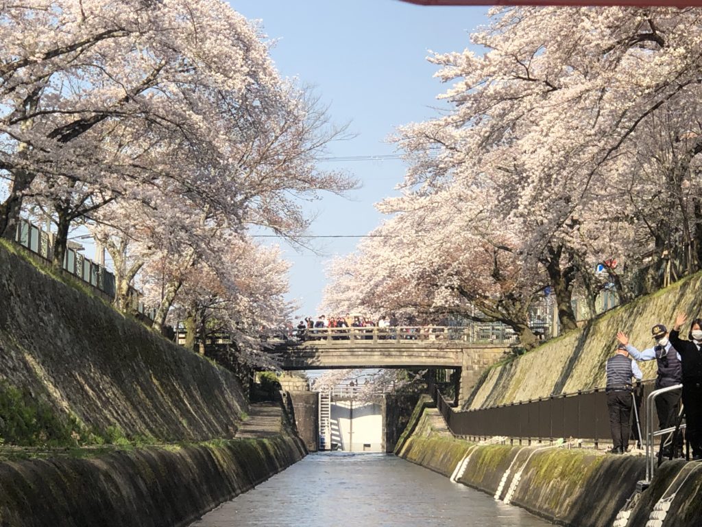 京都のデートコース〜春〜　 琵琶湖疏水船に乗ってひと味違う桜をみよう