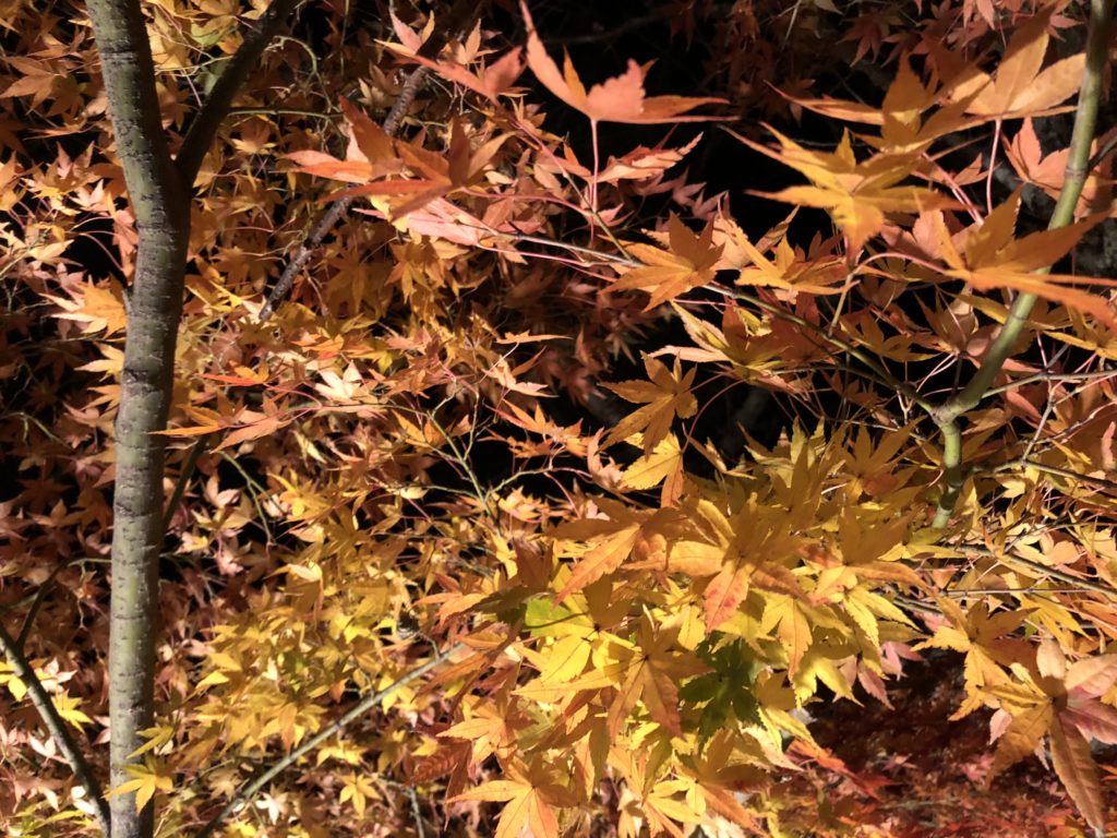 京都デートスポット〜秋の紅葉編　紅葉に見るならここが最高〜高台寺